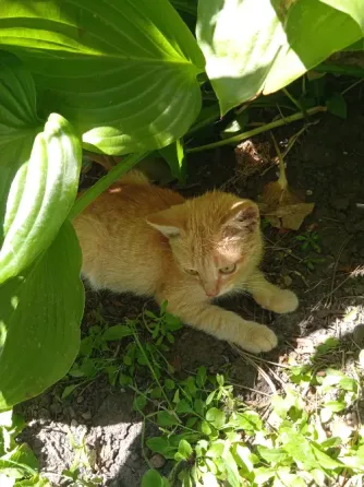 Котята Донецк