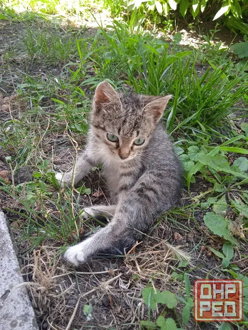 Котята Донецк - изображение 4