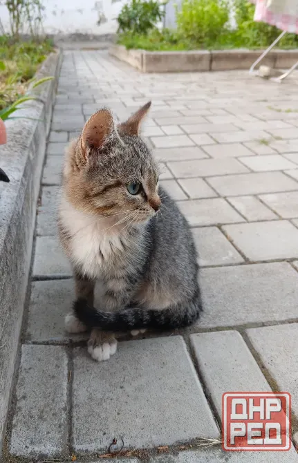 Котята Донецк - изображение 1