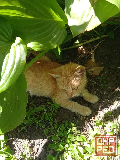 Котята Донецк - изображение 3