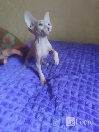 Мальчики сфинкс Донецк