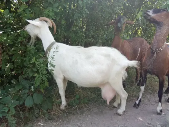 продам дойную козу Донецк