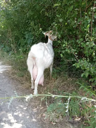 продам дойную козу Донецк