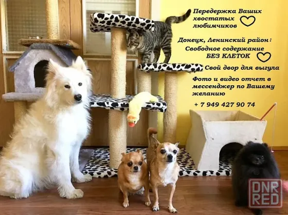 Передержка Ваших хвостатых деток без клеток! г. Донецк, Ленинский район Донецк