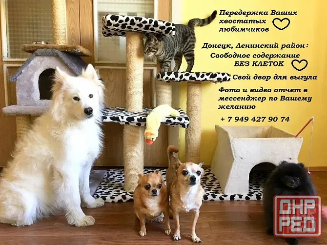 Передержка Ваших хвостатых деток без клеток! г. Донецк, Ленинский район Донецк - изображение 1