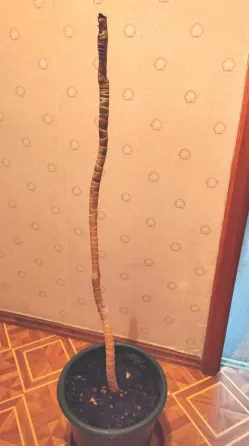 Цветок Драцена ствол Донецк
