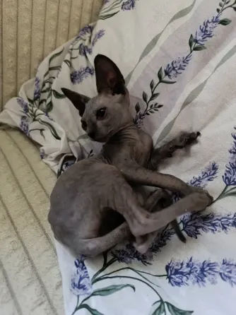 Котята канадского сфинкса Донецк