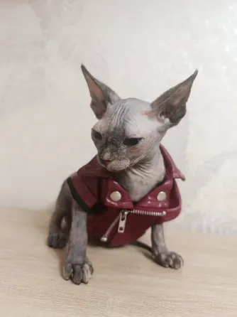 Котята канадского сфинкса Донецк
