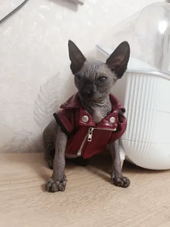 Котята канадского сфинкса Донецк