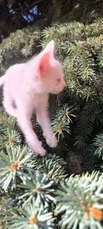 Британская короткошёрстная Донецк