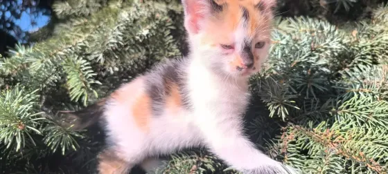 Британская короткошёрстная Донецк
