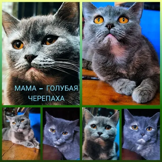 Британская короткошёрстная Донецк