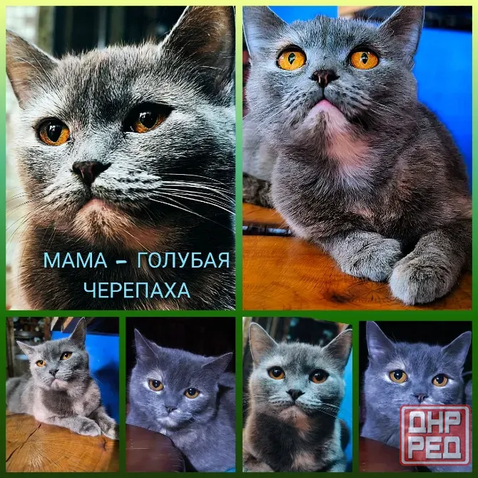 Британская короткошёрстная Донецк - изображение 1