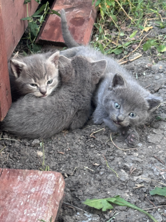 Отдам котят Донецк