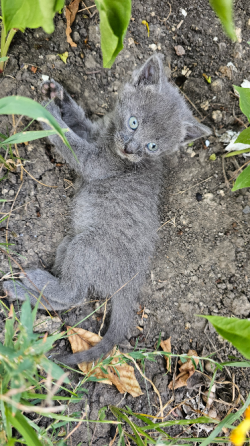 Отдам котят Донецк