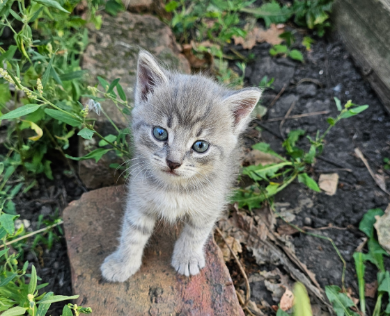 Отдам котят Донецк