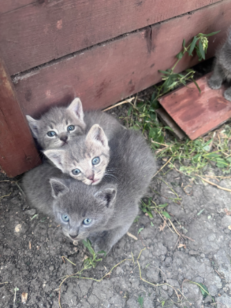 Отдам котят Донецк
