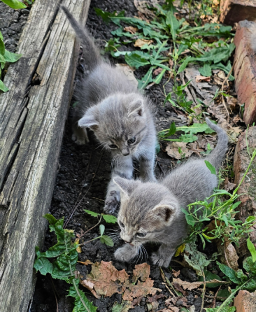 Отдам котят Донецк