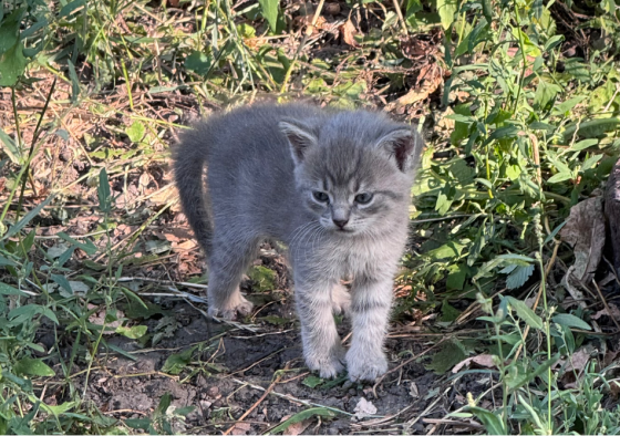 Отдам котят Донецк