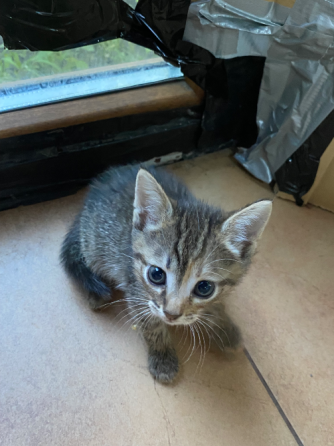 Отдам котят в добрые руки Донецк