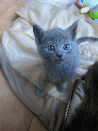 Отдам котят в добрые руки Донецк