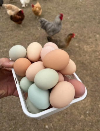 Продам свежайшие куриные домашние яйца Макеевка