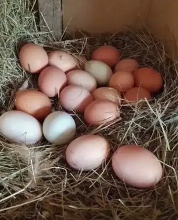 Продам свежайшие куриные домашние яйца Макеевка
