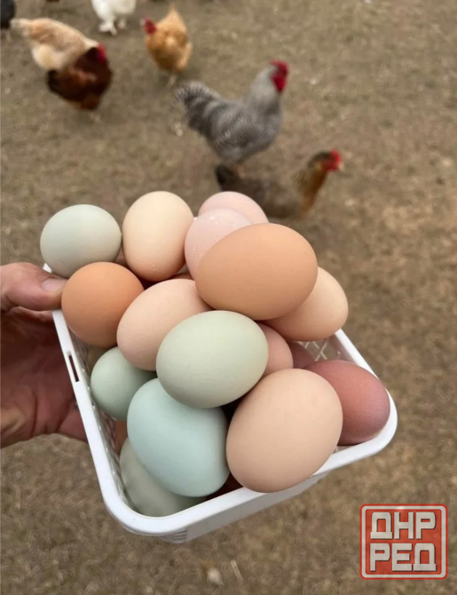 Продам свежайшие куриные домашние яйца Макеевка - изображение 1