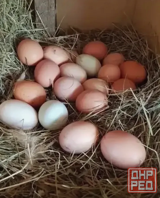 Продам свежайшие куриные домашние яйца Макеевка - изображение 2