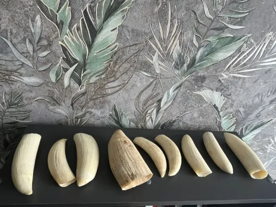 Куплю зубы Кашалота Донецк