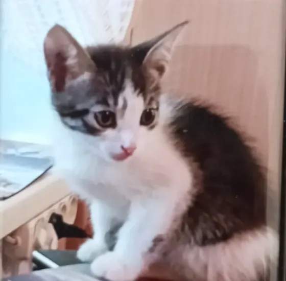 Котята Донецк