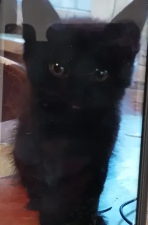 Котята Донецк