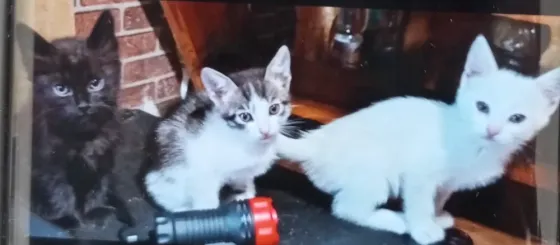 Котята Донецк