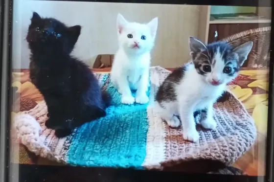 Котята Донецк