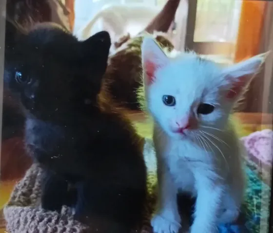Котята Донецк