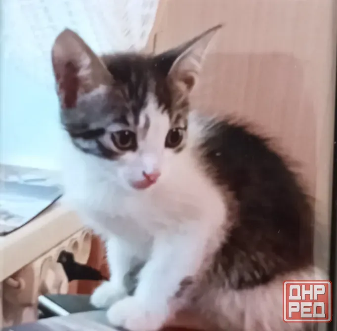 Котята Донецк - изображение 3