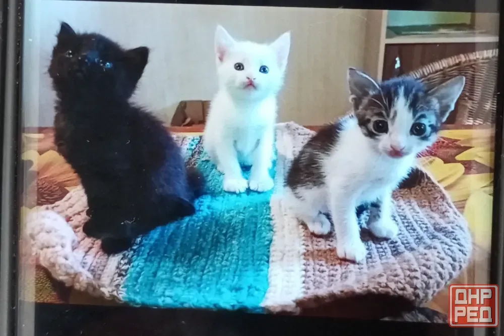 Котята Донецк - изображение 2