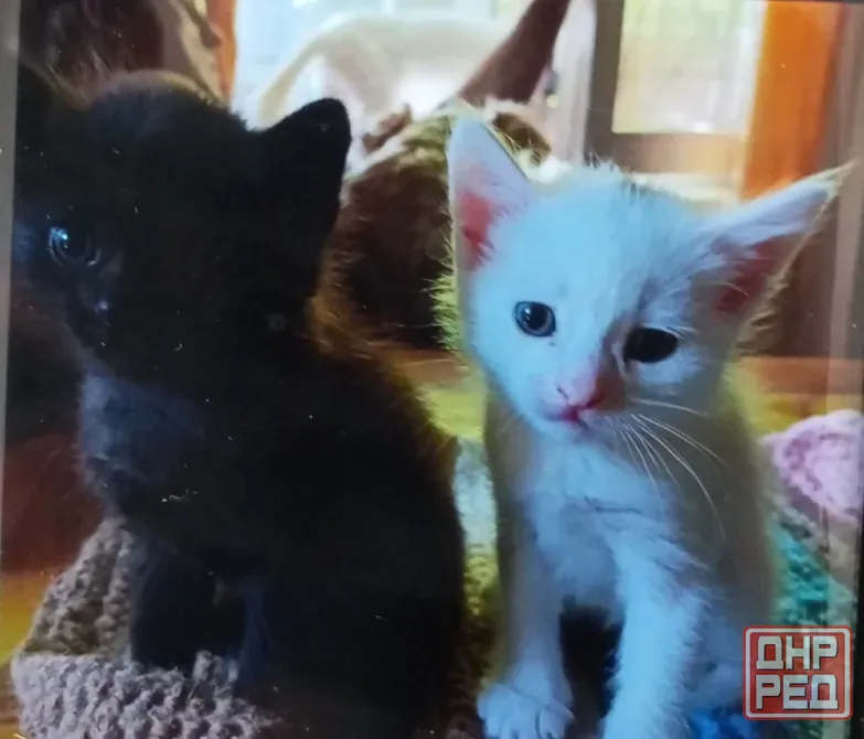 Котята Донецк - изображение 5