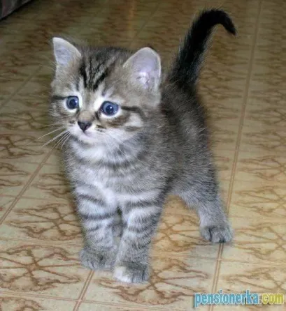 Продам шотландских котят Донецк
