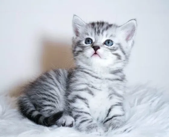 Продам шотландских котят Донецк
