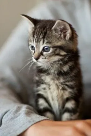 Продам шотландских котят Донецк
