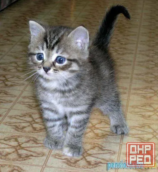 Продам шотландских котят Донецк - изображение 3