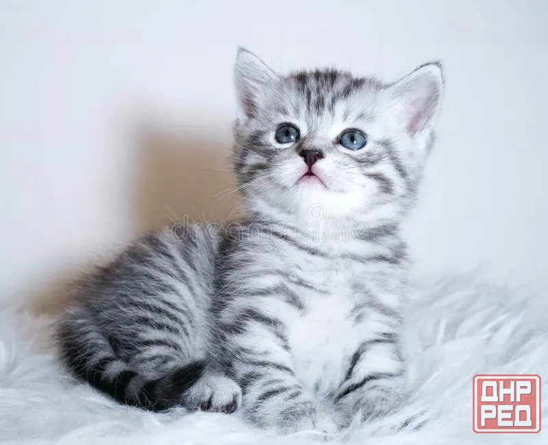 Продам шотландских котят Донецк - изображение 4