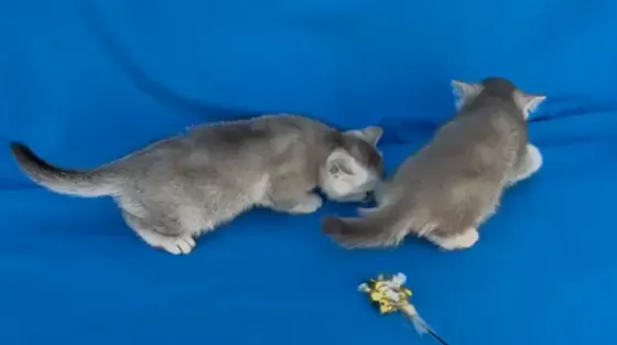 Продаются шотландские котята. Донецк. Донецк