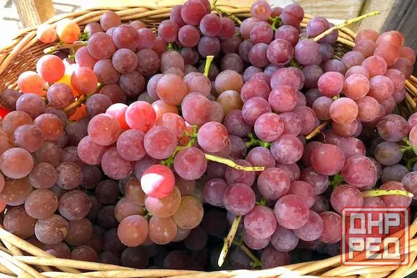Виноград винный Донецк - изображение 3