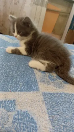 Котята в добрые руки Донецк