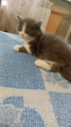 Котята в добрые руки Донецк