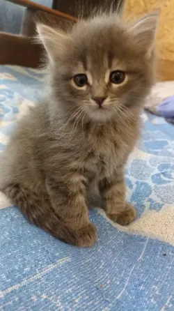 Котята в добрые руки Донецк