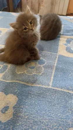 Котята в добрые руки Донецк