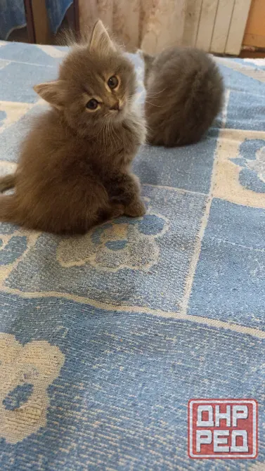 Котята в добрые руки Донецк - изображение 4